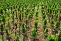 Vine Rows Ã¢â¬â Italian Vineyard on Mount Etna, Sicily